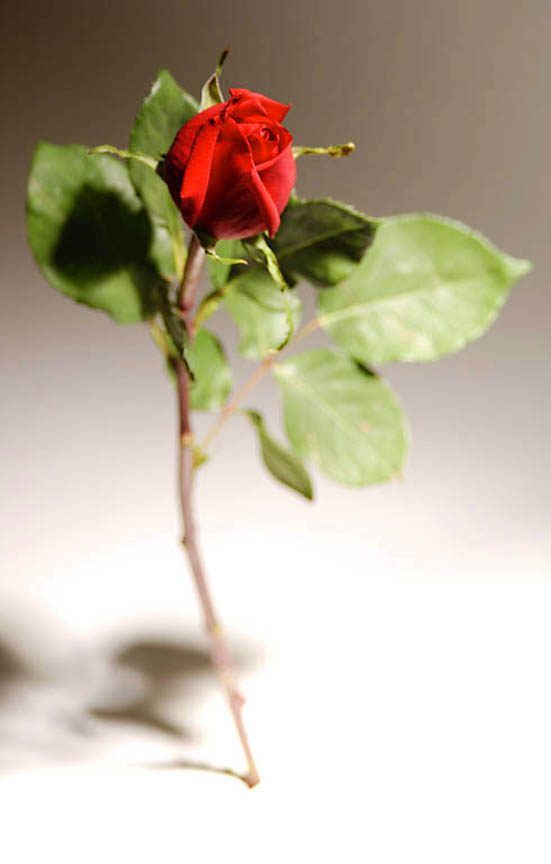 clipart long stem roses - photo #36