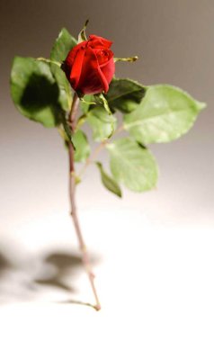 imagenes de amor long stem red rose photo 1