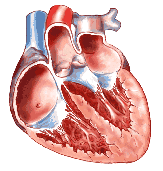 anatomical heart drawing inside section