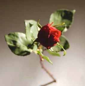 imagenes de amor long stem red rose photo
