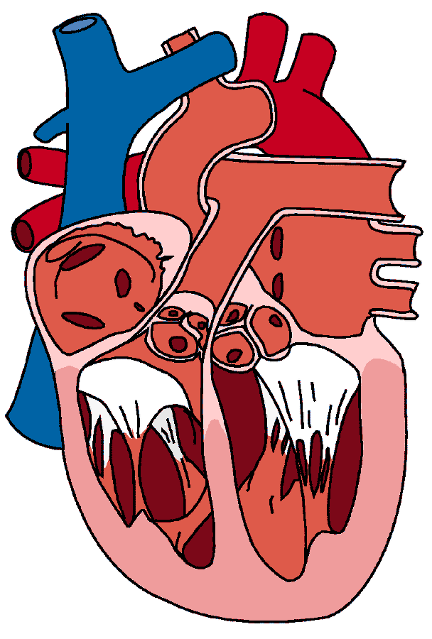 anatomical heart drawings chambers