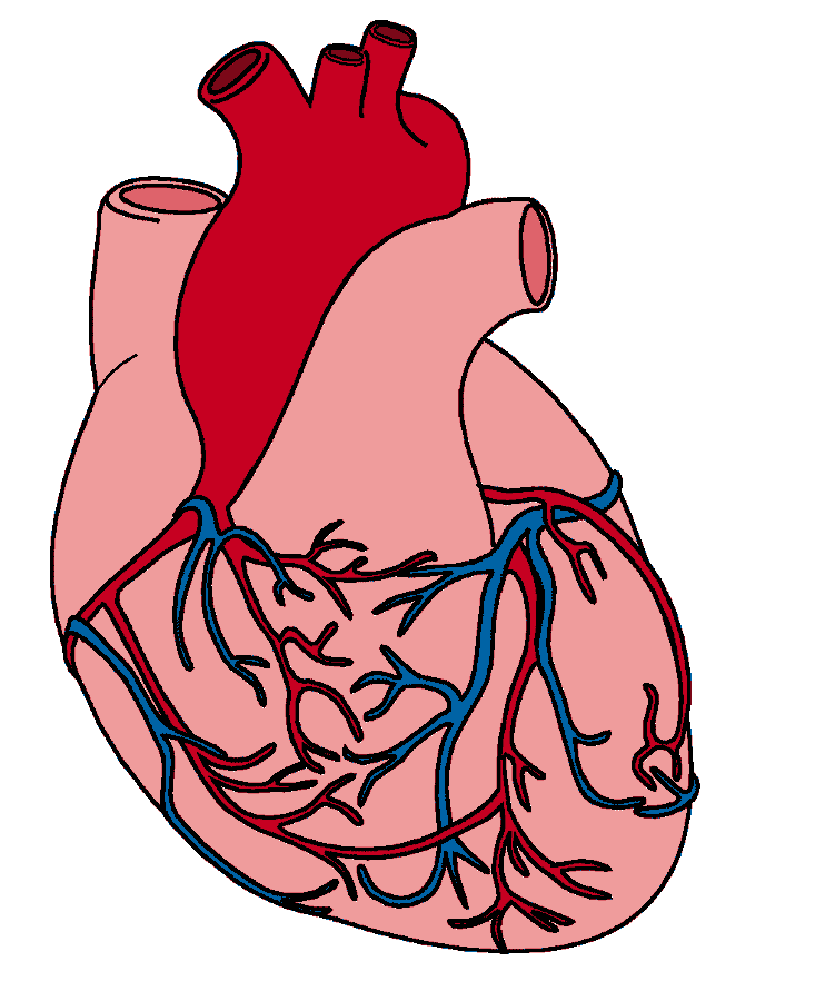 drawings of hearts anatomical heart surface vessels