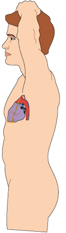 anatomical heart drawing torso profile