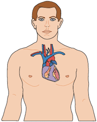 drawings of hearts anatomical heart drawing torso