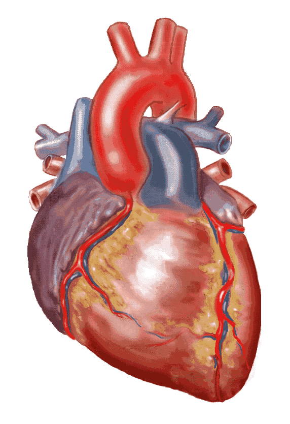 anatomical heart drawing