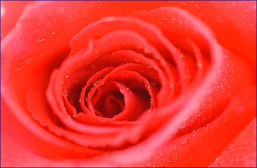 making love erotic picture red rose